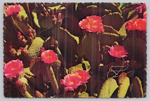 Magenta beaver tail cactus - magenta,