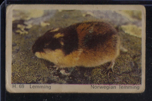 Dandy denmark rare trading - rare,