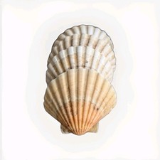 4x Scallop Shells for Crafts