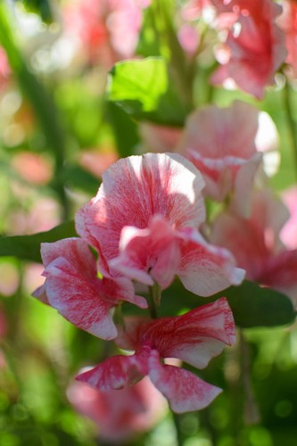 Sweet pea geoff hughes - hughes', 5