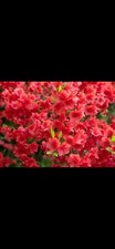 Evergreen azalea - evergreen,