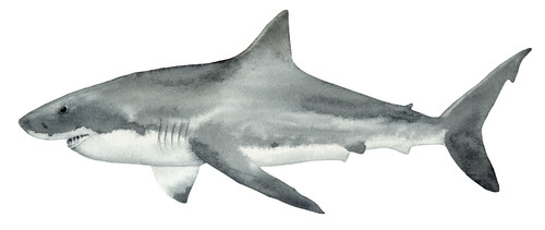 Great white shark self - white,