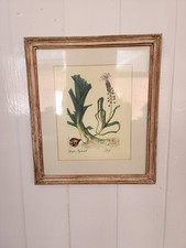 Framed Vintage Horticultural