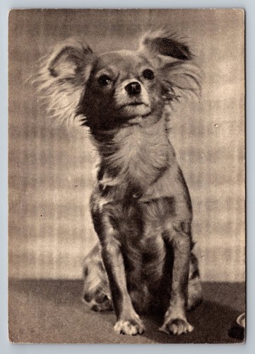 1969 russian toy - toy, terrier