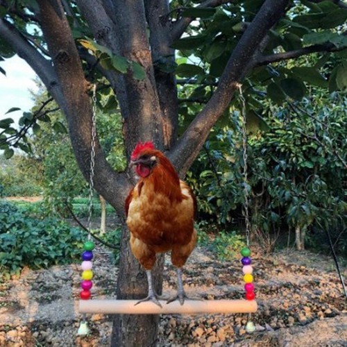 Chicken swing perch - perch, hanging