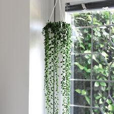 Senecio Rowleyanus String of Pearls 9cm Potted Plants Tender Perennial By T&M