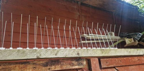 20m pigeon bird spikes - bird,