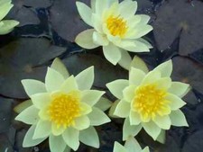 PYGMAEA HELVOLA Small pond water lily - pond plants water lilies aquatic plants 