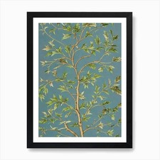 Sweetgum tree Vintage