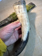 Vintage Natural Cow Horn In