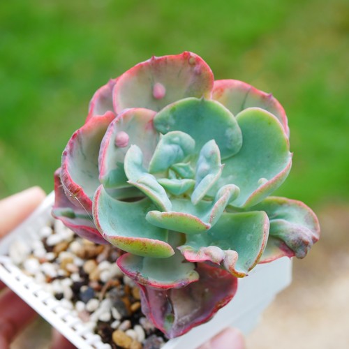 Exact plant echeveria - exact,