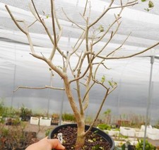 Rare cacti plant bursera - rare,