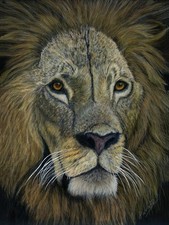 Lion, an Original Big Cat Wildlife Coloured Pencil Drawing on Black Art Card,