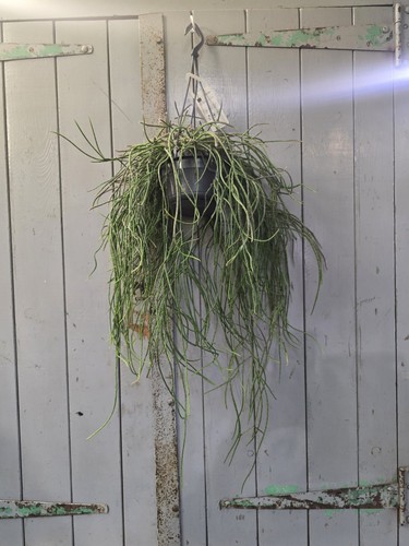 Rhipsalis puniceodiscus large - puniceodiscus,