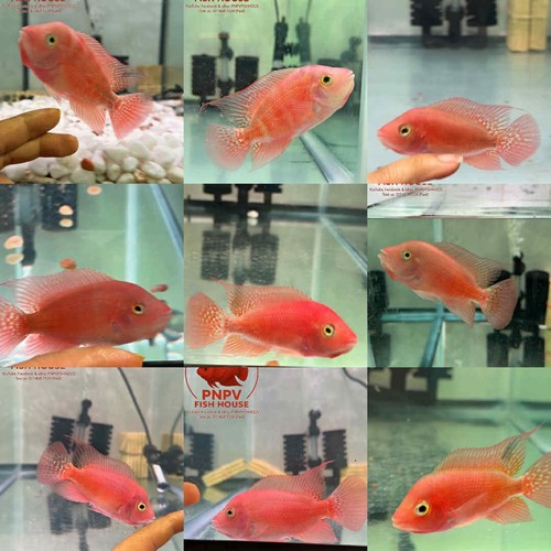 Premium flowerhorn 1 boy - premium,