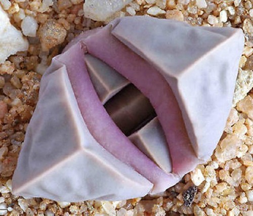 Lapidaria margaretae rare