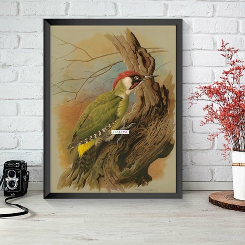 Basil ede british birds - ede:, of