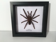 Tarantula Spider (Eurypelma