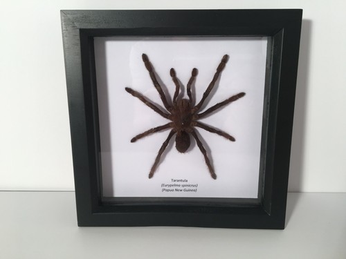 Tarantula spider eurypelma - tarantula,