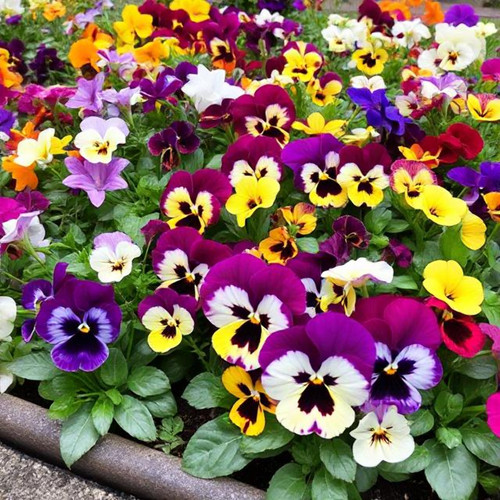 Pansy matrix mix plants - pansy,