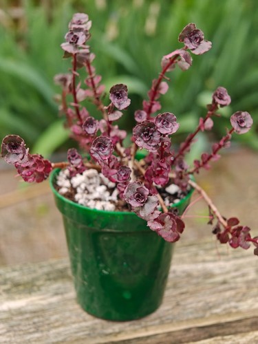 Sedum spurium dragon blood - sedum, dragon's