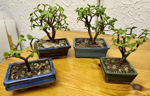 Portulacaria afra dwarf - afra,