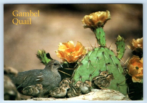 Gambel quail arizona 4x6 - quail,