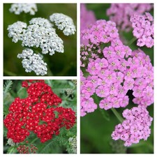 Achillea  Hardy Perennial Yarrow Cottage Garden perennial herbs Flowers Red Pink