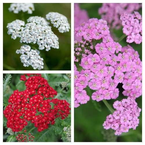 Achillea hardy perennial - ,