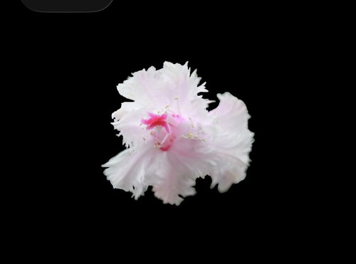 Schlumbergera white aspen - aspen,