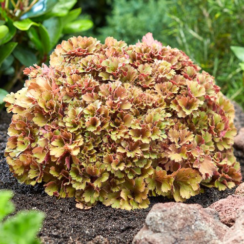 Heuchera frilly coral bells - frilly,