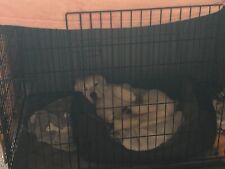 collapsible dog crate large