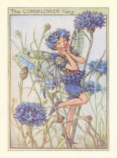 Cornflower Fairy by Cicely