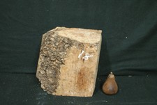 Elm Burr  9 L  x 8 W x 6 1/4 D