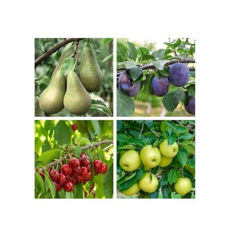 Mini fruit trees patio - fruit,