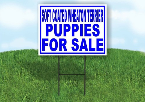 Soft coated wheaten terrier - soft,