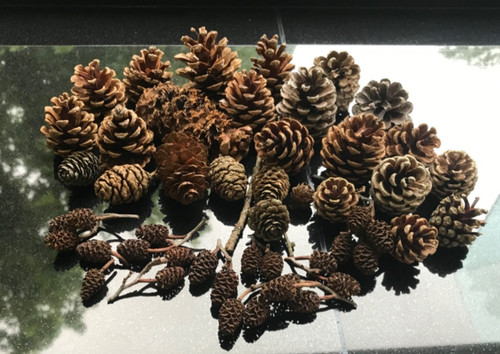 Pine cones fir - cones,