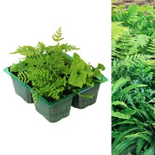 Hardy fern plant mix garden - hardy,