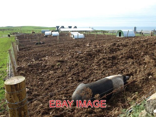 Photo pigs and arks barnhills - ,