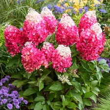 Hydrangea paniculata 'Red