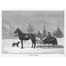 CANADA A Canadian Trotter, Horse Drawn Sled - Antique Print 1883