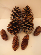 4 x Large Pine Cones 14 cm And