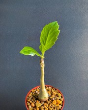 Cyphostemma Juttae rare exotic