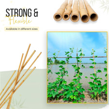 Heavy Duty Garden Canes Plant