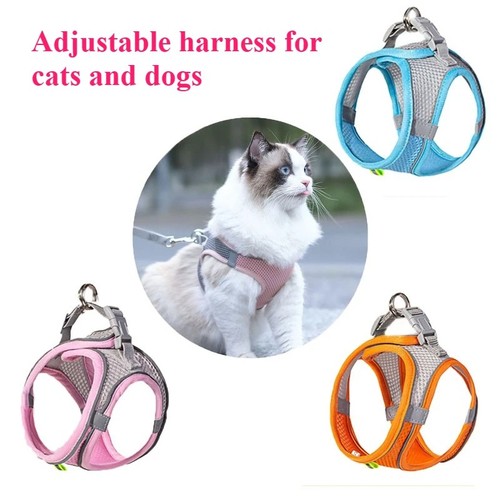 Reflective cat puppy - reflective,