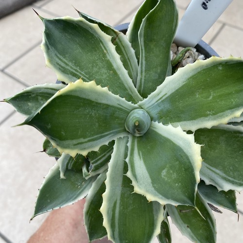 Agave desert dimond - agave, dimond”