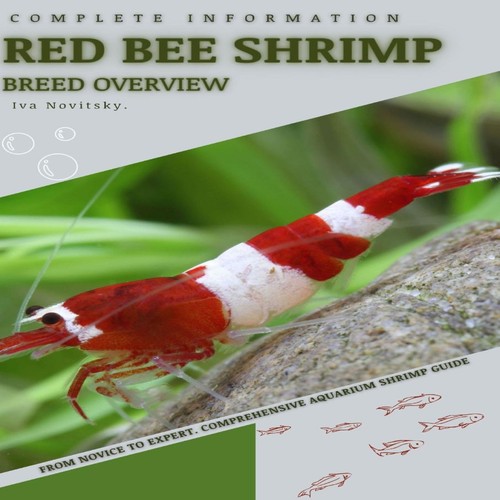 Red bee shrimp - bee,