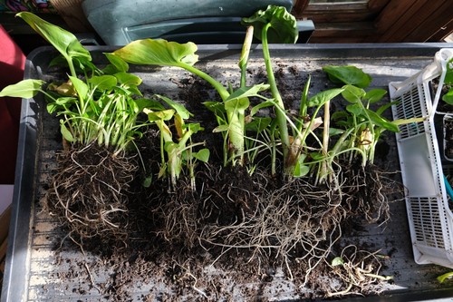 Large well rooted arum lily - 2x,