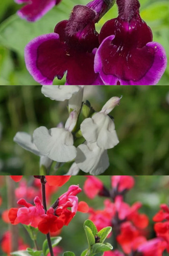 Salvia plug plants royal - 6,