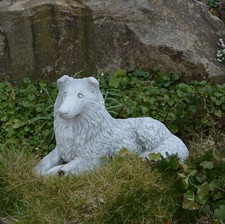 Long Hair Collie Collie Dog
